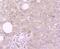 Reelin antibody, A02113, Boster Biological Technology, Immunohistochemistry frozen image 