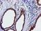 Epsin 2 antibody, TA504301, Origene, Immunohistochemistry paraffin image 