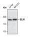 Early Endosome Antigen 1 antibody, PA5-17228, Invitrogen Antibodies, Western Blot image 