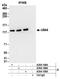 Ubiquitin Like Modifier Activating Enzyme 6 antibody, A304-108A, Bethyl Labs, Immunoprecipitation image 