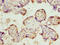 Bisphosphoglycerate Mutase antibody, LS-C675427, Lifespan Biosciences, Immunohistochemistry paraffin image 