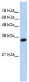 C1q And TNF Related 4 antibody, TA340207, Origene, Western Blot image 