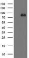 F-Box Protein 42 antibody, LS-C175223, Lifespan Biosciences, Western Blot image 