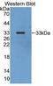 Carbonic Anhydrase 13 antibody, LS-C663301, Lifespan Biosciences, Western Blot image 