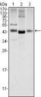 Proto-oncogene Wnt-1 antibody, NBP1-51575, Novus Biologicals, Western Blot image 