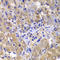 Caspase Recruitment Domain Family Member 10 antibody, LS-C349097, Lifespan Biosciences, Immunohistochemistry paraffin image 
