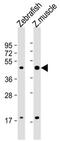 ATF4 antibody, MBS9201500, MyBioSource, Western Blot image 