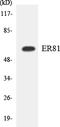 ETS Variant 1 antibody, EKC1734, Boster Biological Technology, Western Blot image 