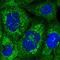 Nucleoporin 58 antibody, HPA039360, Atlas Antibodies, Immunofluorescence image 