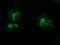 STK38L antibody, LS-C174201, Lifespan Biosciences, Immunofluorescence image 