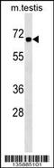 Chromobox protein homolog 2 antibody, 58-983, ProSci, Western Blot image 