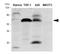 Interferon regulatory factor 5 antibody, SM6008S, Origene, Western Blot image 