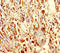 Family With Sequence Similarity 114 Member A2 antibody, LS-C318401, Lifespan Biosciences, Immunohistochemistry paraffin image 