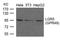Leucine Rich Repeat Containing G Protein-Coupled Receptor 5 antibody, TA347849, Origene, Western Blot image 
