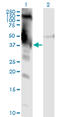 DM1 Locus, WD Repeat Containing antibody, LS-C197064, Lifespan Biosciences, Western Blot image 