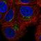 Progestin And AdipoQ Receptor Family Member 4 antibody, HPA068394, Atlas Antibodies, Immunofluorescence image 