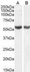 E3 ubiquitin-protein ligase RNF8 antibody, NB100-1176, Novus Biologicals, Western Blot image 