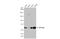 VPS33B Late Endosome And Lysosome Associated antibody, GTX110467, GeneTex, Western Blot image 