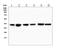 RNA Binding Fox-1 Homolog 2 antibody, A05389-1, Boster Biological Technology, Western Blot image 