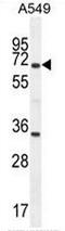 Clusterin antibody, AP50979PU-N, Origene, Western Blot image 
