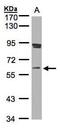 Scm Polycomb Group Protein Homolog 1 antibody, PA5-21804, Invitrogen Antibodies, Western Blot image 