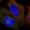Aftiphilin antibody, NBP2-38227, Novus Biologicals, Immunofluorescence image 