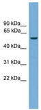 ECSIT Signalling Integrator antibody, TA342302, Origene, Western Blot image 