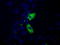 Myo-Inositol Oxygenase antibody, TA501354, Origene, Immunofluorescence image 