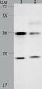 VEGF antibody, TA324020, Origene, Western Blot image 