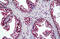 SWI/SNF Related, Matrix Associated, Actin Dependent Regulator Of Chromatin, Subfamily A, Member 4 antibody, MBS244480, MyBioSource, Immunohistochemistry frozen image 