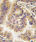Gap Junction Protein Alpha 5 antibody, abx028501, Abbexa, Western Blot image 