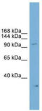 Neuronal PAS Domain Protein 2 antibody, TA341804, Origene, Western Blot image 