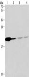 Peptidylprolyl Isomerase B antibody, TA349841, Origene, Western Blot image 