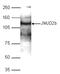 Lysine-specific demethylase 4B antibody, TA347227, Origene, Western Blot image 