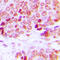 Lamin A/C antibody, abx133069, Abbexa, Western Blot image 