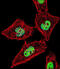 Nuclear receptor ROR-alpha antibody, abx025951, Abbexa, Immunofluorescence image 