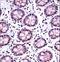 Telomeric Repeat Binding Factor 2 antibody, LS-C161802, Lifespan Biosciences, Immunohistochemistry frozen image 