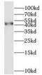 Myosin Light Chain Kinase Family Member 4 antibody, FNab05496, FineTest, Western Blot image 