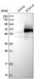 Zinc finger CCCH domain-containing protein 15 antibody, PA5-56637, Invitrogen Antibodies, Western Blot image 