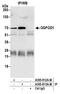2-Oxoglutarate And Iron Dependent Oxygenase Domain Containing 1 antibody, A305-813A-M, Bethyl Labs, Immunoprecipitation image 