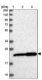 Exosome Component 1 antibody, PA5-58360, Invitrogen Antibodies, Western Blot image 
