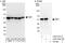 26S protease regulatory subunit 6A antibody, A303-538A, Bethyl Labs, Western Blot image 