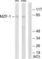 Myeloid zinc finger 1 antibody, abx013452, Abbexa, Western Blot image 