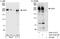Chromodomain Helicase DNA Binding Protein 1 antibody, A301-218A, Bethyl Labs, Immunoprecipitation image 