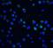 DNA Fragmentation Factor Subunit Beta antibody, GTX31261, GeneTex, Immunofluorescence image 