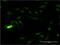 SUB1 Regulator Of Transcription antibody, H00010923-M13, Novus Biologicals, Immunocytochemistry image 