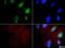 EXOSC9 antibody, NBP1-71702, Novus Biologicals, Immunocytochemistry image 