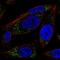 RAS Related antibody, HPA060364, Atlas Antibodies, Immunofluorescence image 