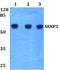 Sentrin-specific protease 3 antibody, A04474Y24, Boster Biological Technology, Western Blot image 