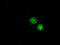 LEM Domain Containing 3 antibody, M04957, Boster Biological Technology, Immunofluorescence image 